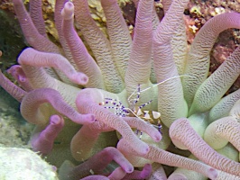 Spotted Cleaner Shrimp IMG 5935